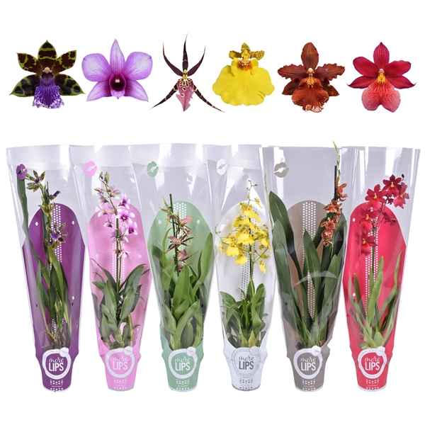 Горшечные цветы и растения оптом Orchid 1st Mix (morelips) от 6шт из Голландии с доставкой по России