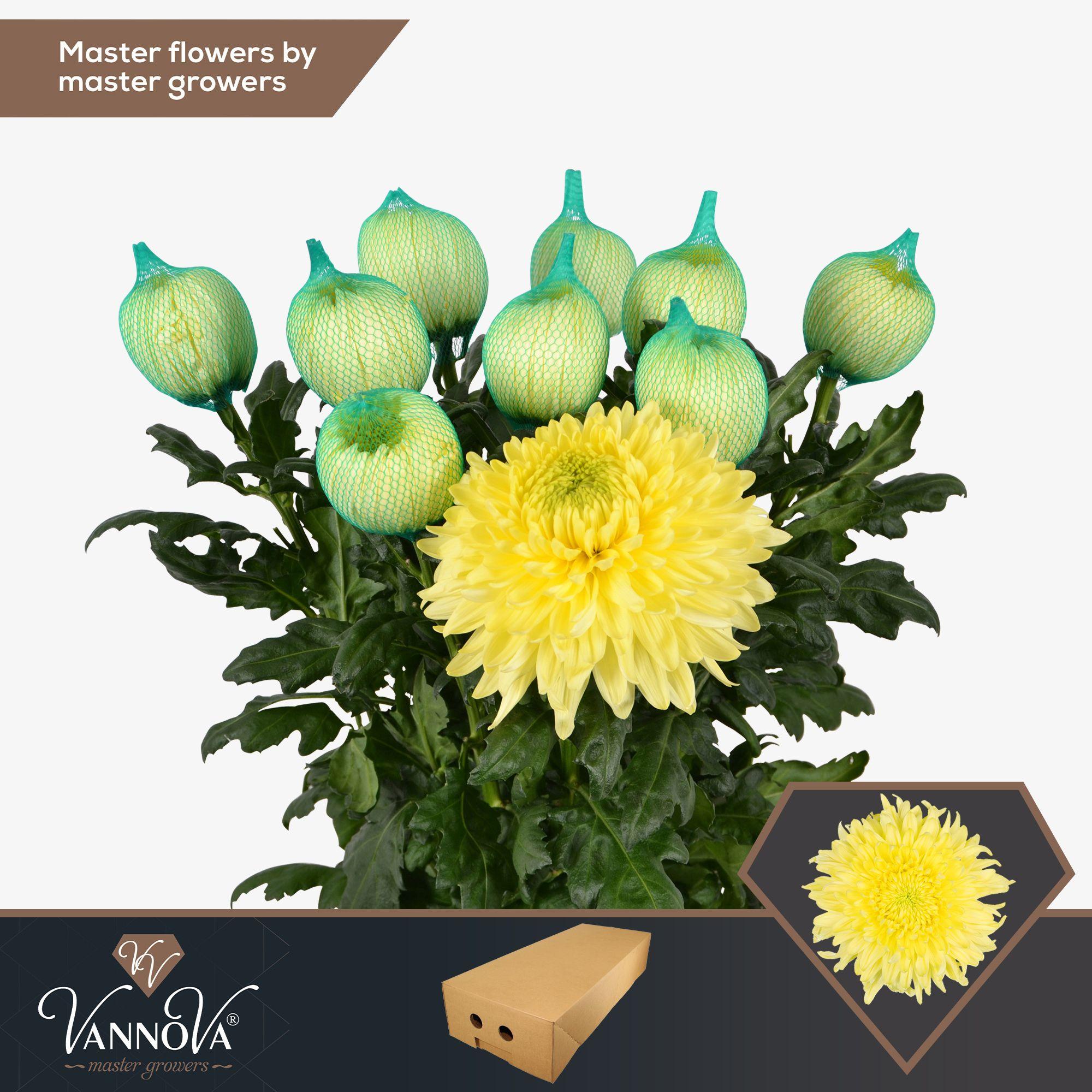 Срезанные цветы оптом Chrys bl paint antonov hot pink от 20шт.. из Голландии с доставкой по России