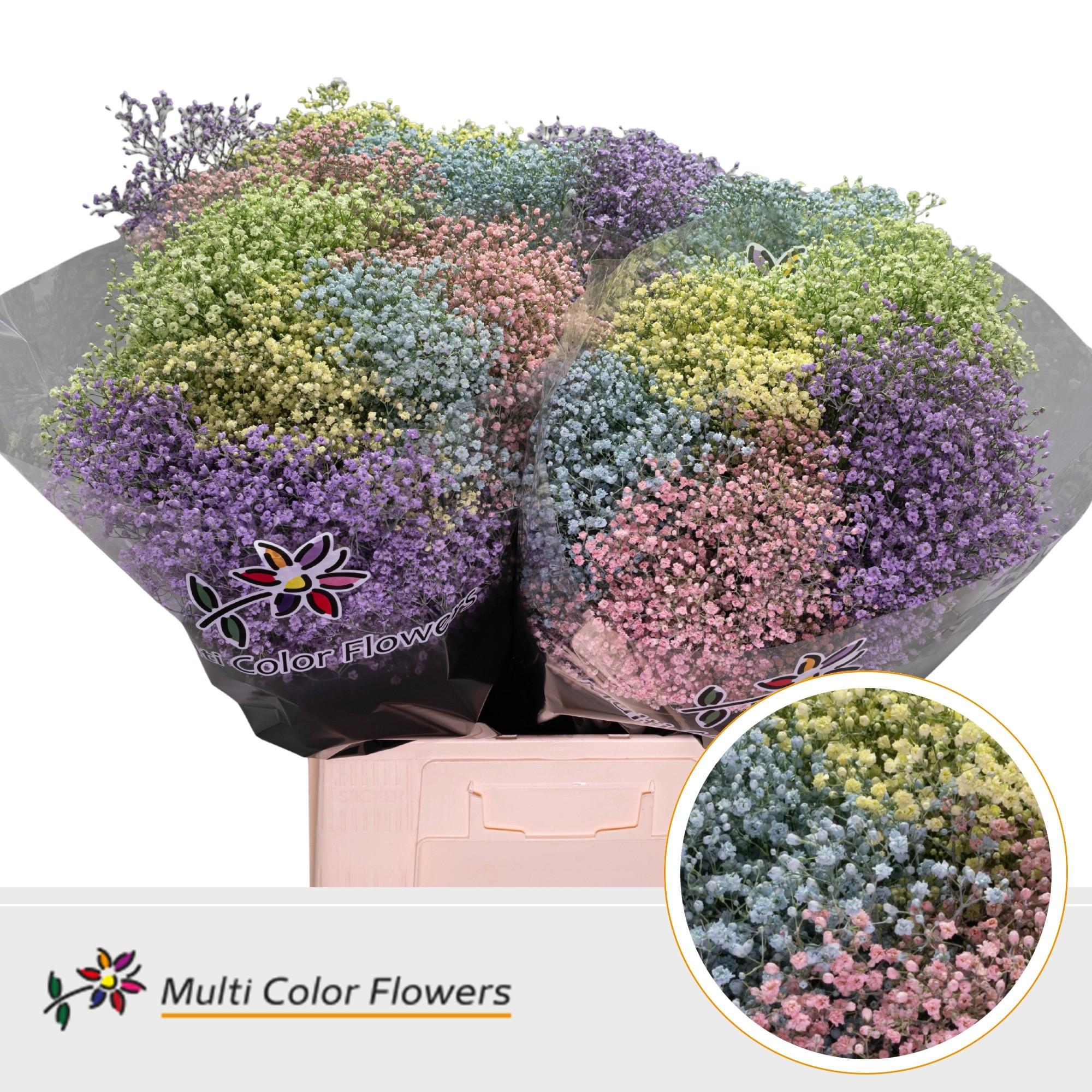 Срезанные цветы оптом Gyps fine paint mix pastel от 100шт из Голландии с доставкой по России