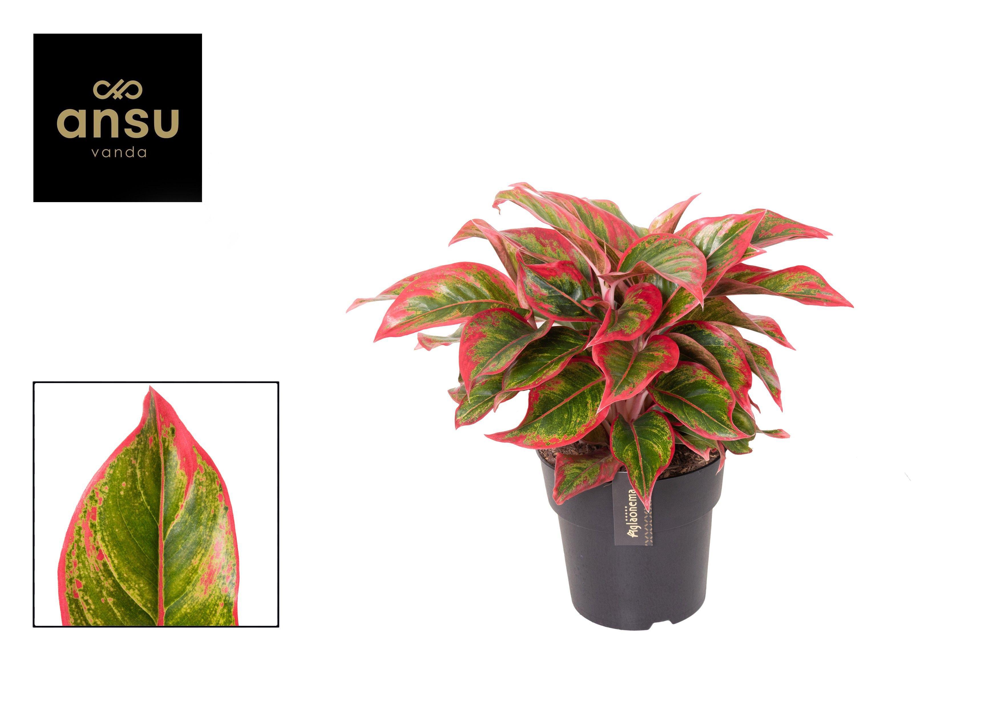 Горшечные цветы и растения оптом Aglaonema Cadmium Red от 3шт из Голландии с доставкой по России