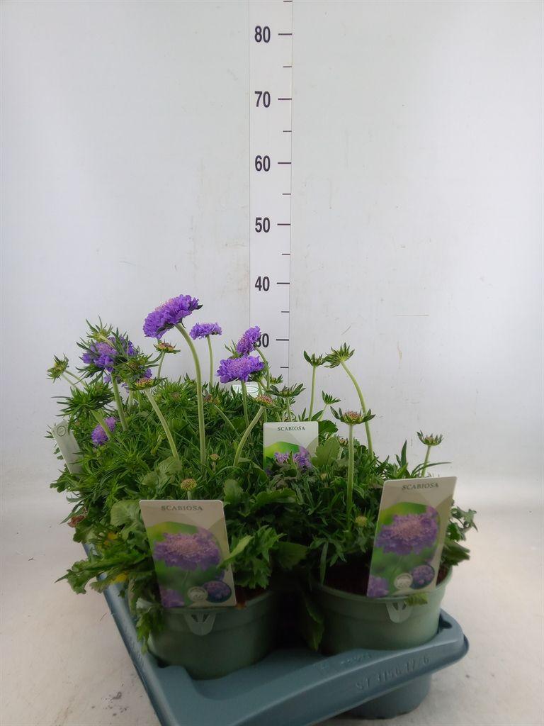 Горшечные цветы и растения оптом Scabiosa Columb. от 6шт из Голландии с доставкой по России