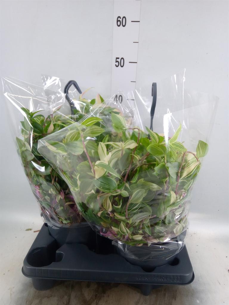 Горшечные цветы и растения оптом Tradescantia Flum. от 2шт из Голландии с доставкой по России