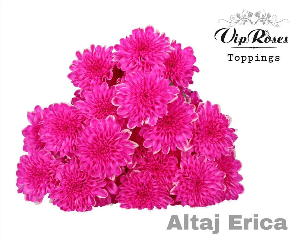 Срезанные цветы оптом Chrys sp paint altaj erica от 20шт из Голландии с доставкой по России