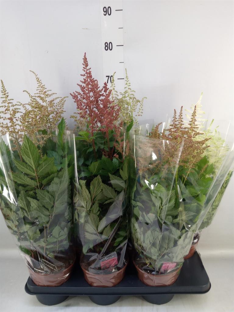 Горшечные цветы и растения оптом Astilbe   ...mix от 6шт из Голландии с доставкой по России