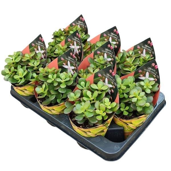 Горшечные цветы и растения оптом Crassula Portulacea Mini Potcover от 9шт из Голландии с доставкой по России