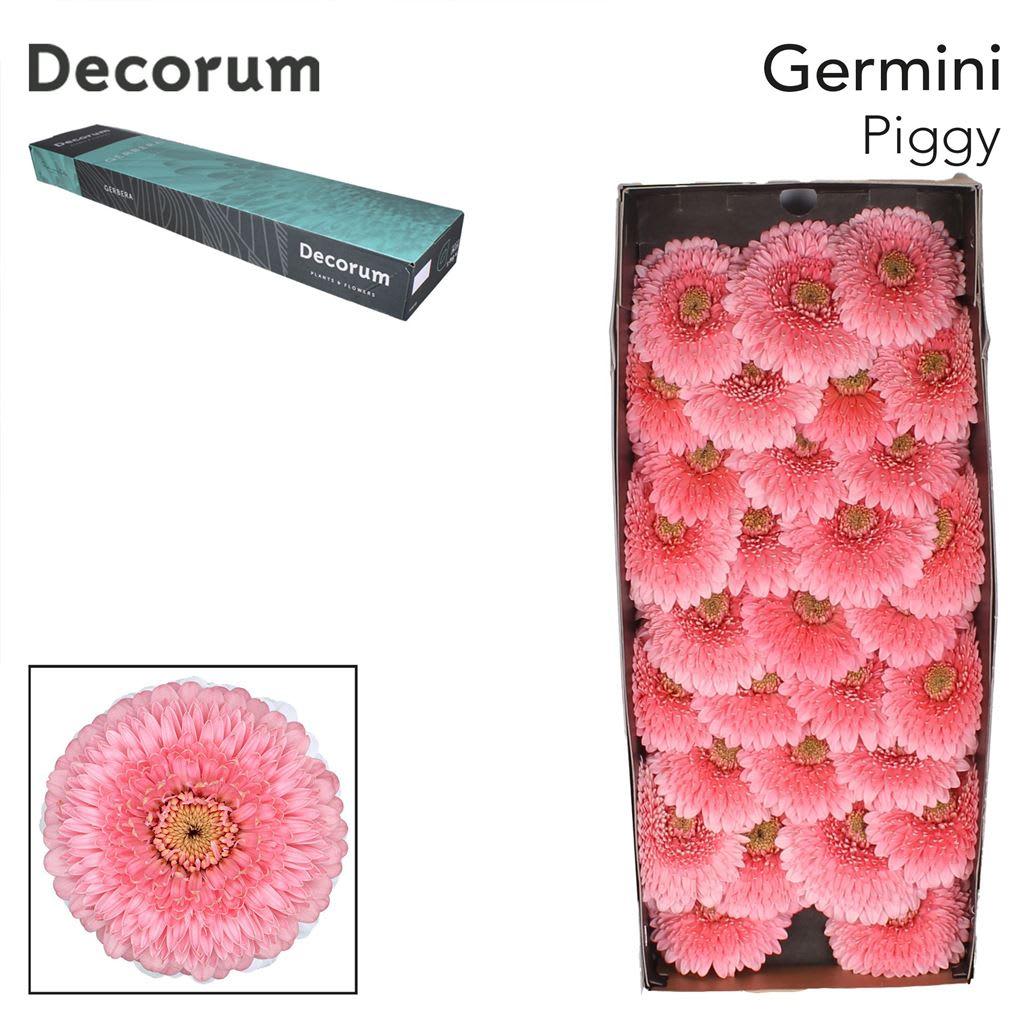 Срезанные цветы оптом Germini pomponi piggy от 60шт из Голландии с доставкой по России