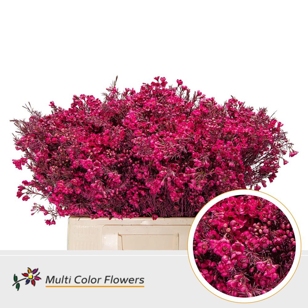 Срезанные цветы оптом Chamelaucium paint fuchsia от 100шт из Голландии с доставкой по России