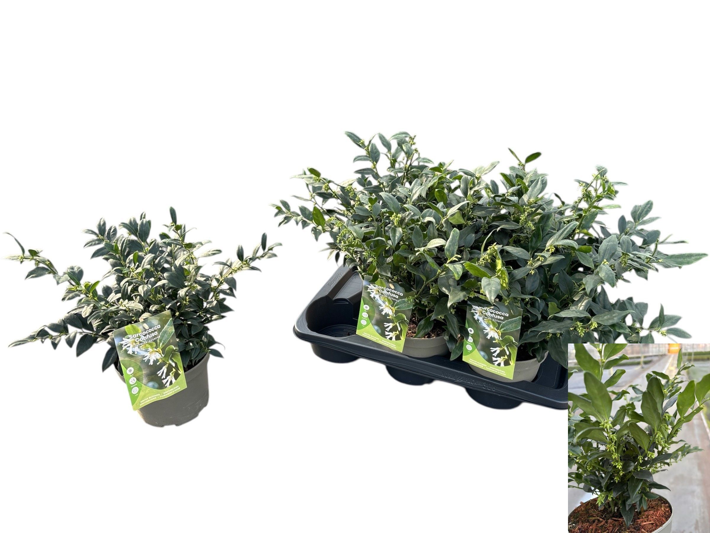 Горшечные цветы и растения оптом Sarc Confusa от 6шт из Голландии с доставкой по России