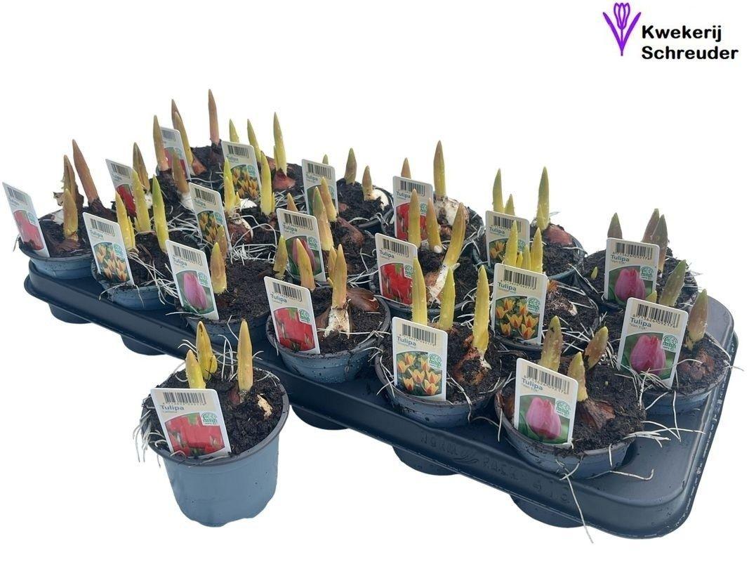 Горшечные цветы и растения оптом Tul Gem 3 Kleuren от 18шт (для телеги) из Голландии с доставкой по России