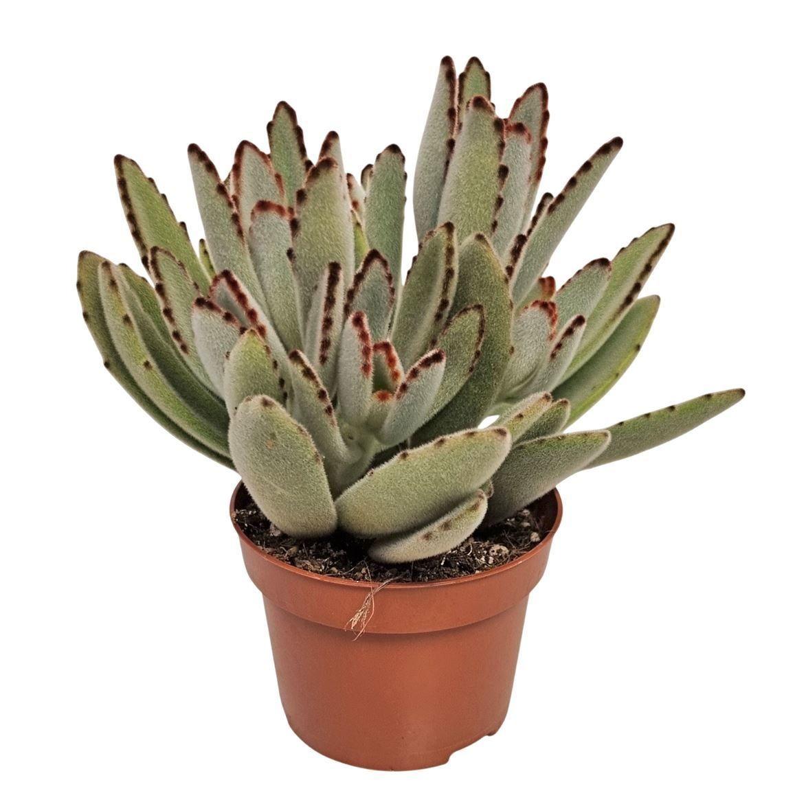 Горшечные цветы и растения оптом Kalanchoe Tomentosa от 10шт из Голландии с доставкой по России