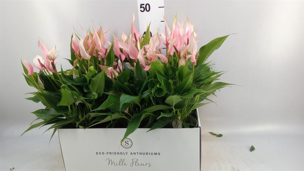 Горшечные цветы и растения оптом Anthurium Andr. lilli от 6шт из Голландии с доставкой по России