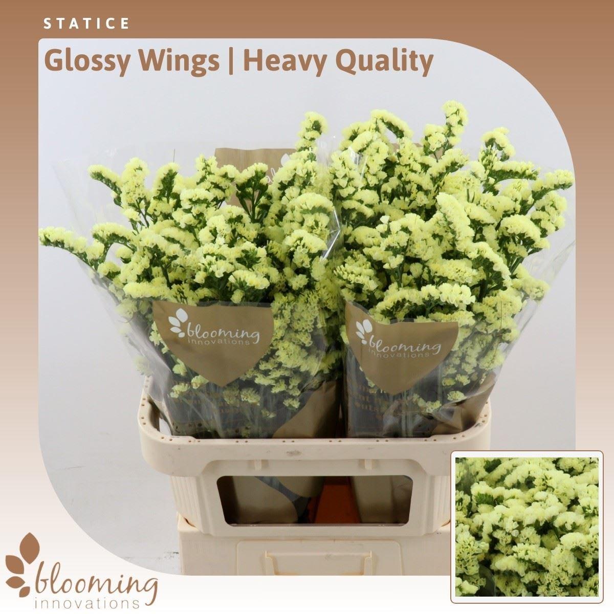 Срезанные цветы оптом Statice glossy wings A от 50шт из Голландии с доставкой по России