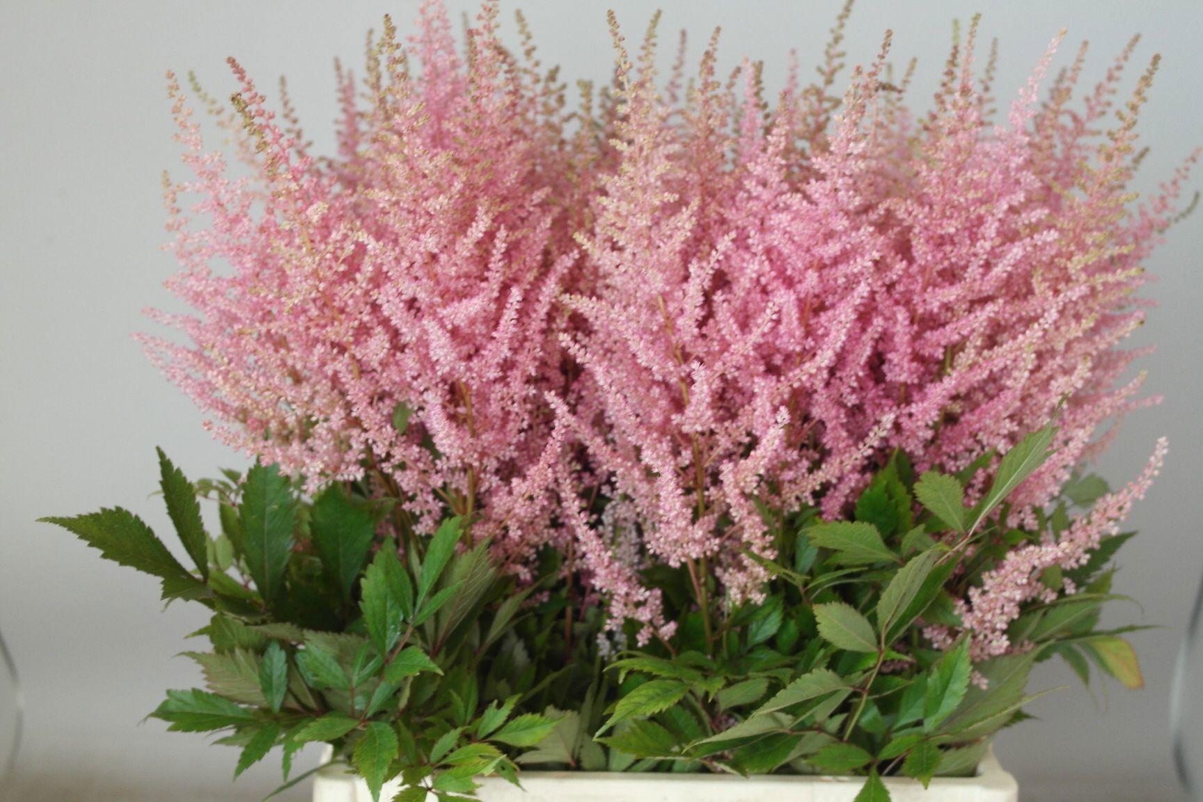 Срезанные цветы оптом Astilbe erica от 100шт из Голландии с доставкой по России