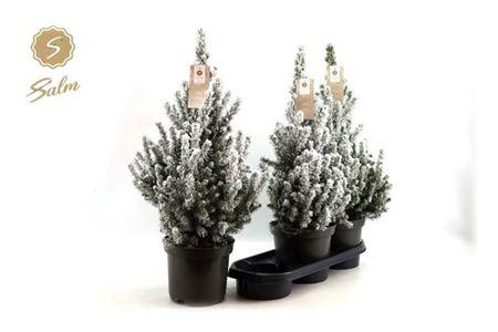 Горшечные цветы и растения оптом Picea Gl December + Snow от 3шт из Голландии с доставкой по России