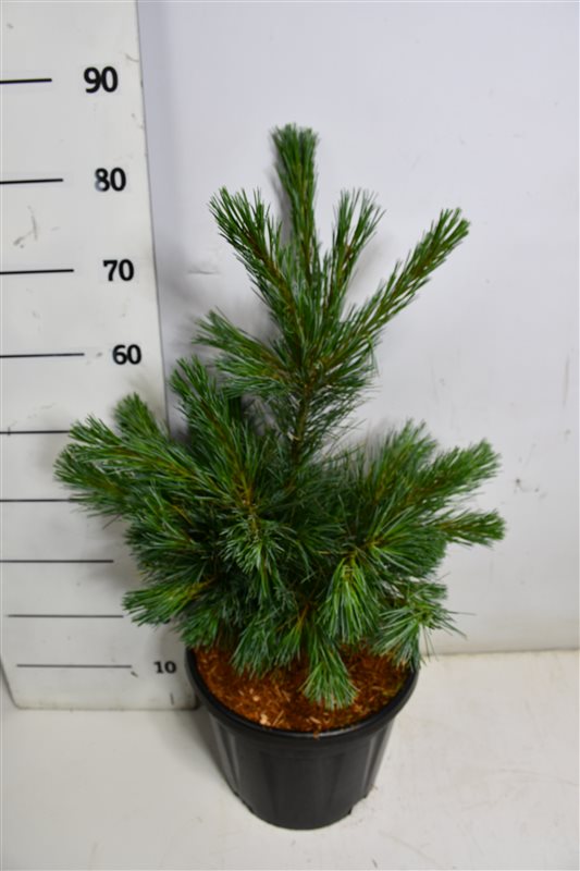 Горшечные цветы и растения оптом Pinus Monticola Ammerland от 1шт из Голландии с доставкой по России