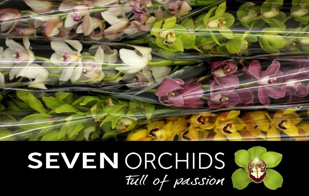 Срезанные цветы оптом Cymbidium mix от 6шт...... из Голландии с доставкой по России