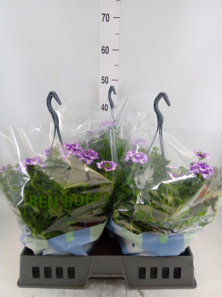 Горшечные цветы и растения оптом Verbena   ... от 3шт из Голландии с доставкой по России