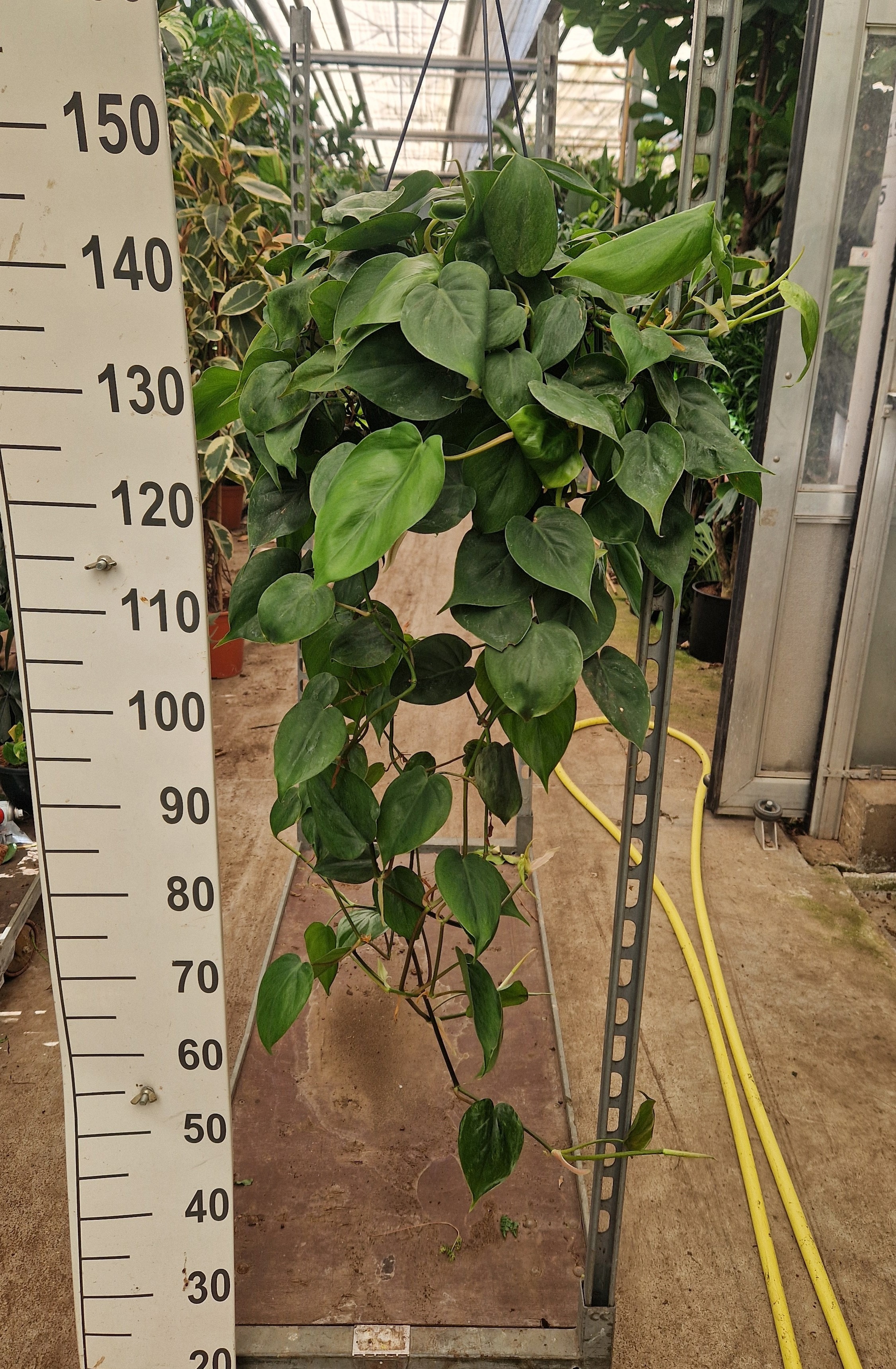 Горшечные цветы и растения оптом Philodendron Scandens Hangplant от 2шт из Голландии с доставкой по России
