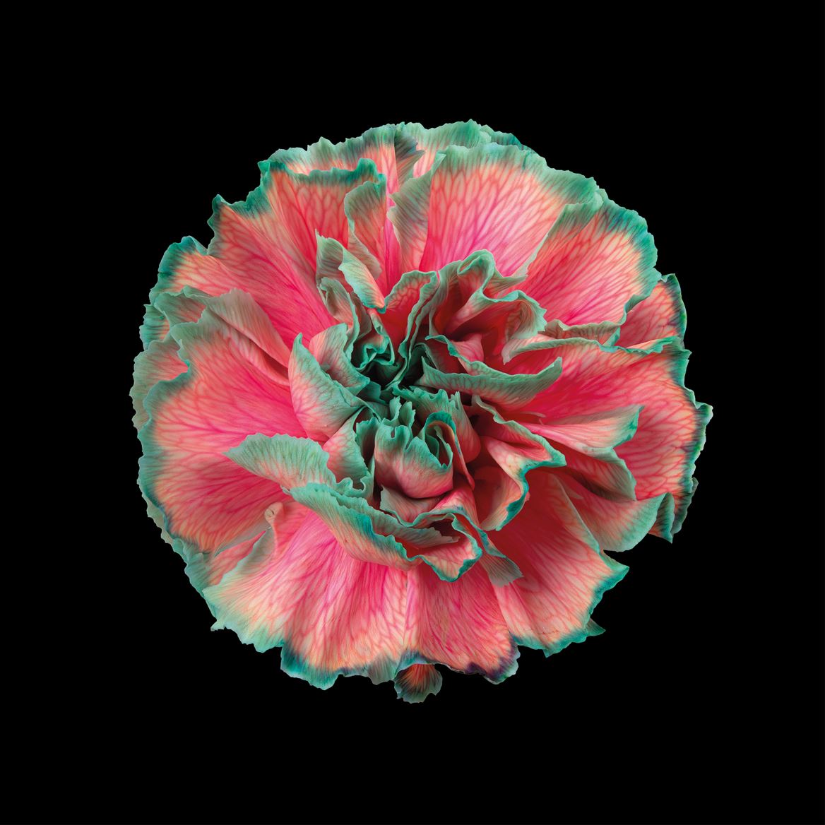 Срезанные цветы оптом Dianthus st paint bubblicious от 80шт из Голландии с доставкой по России