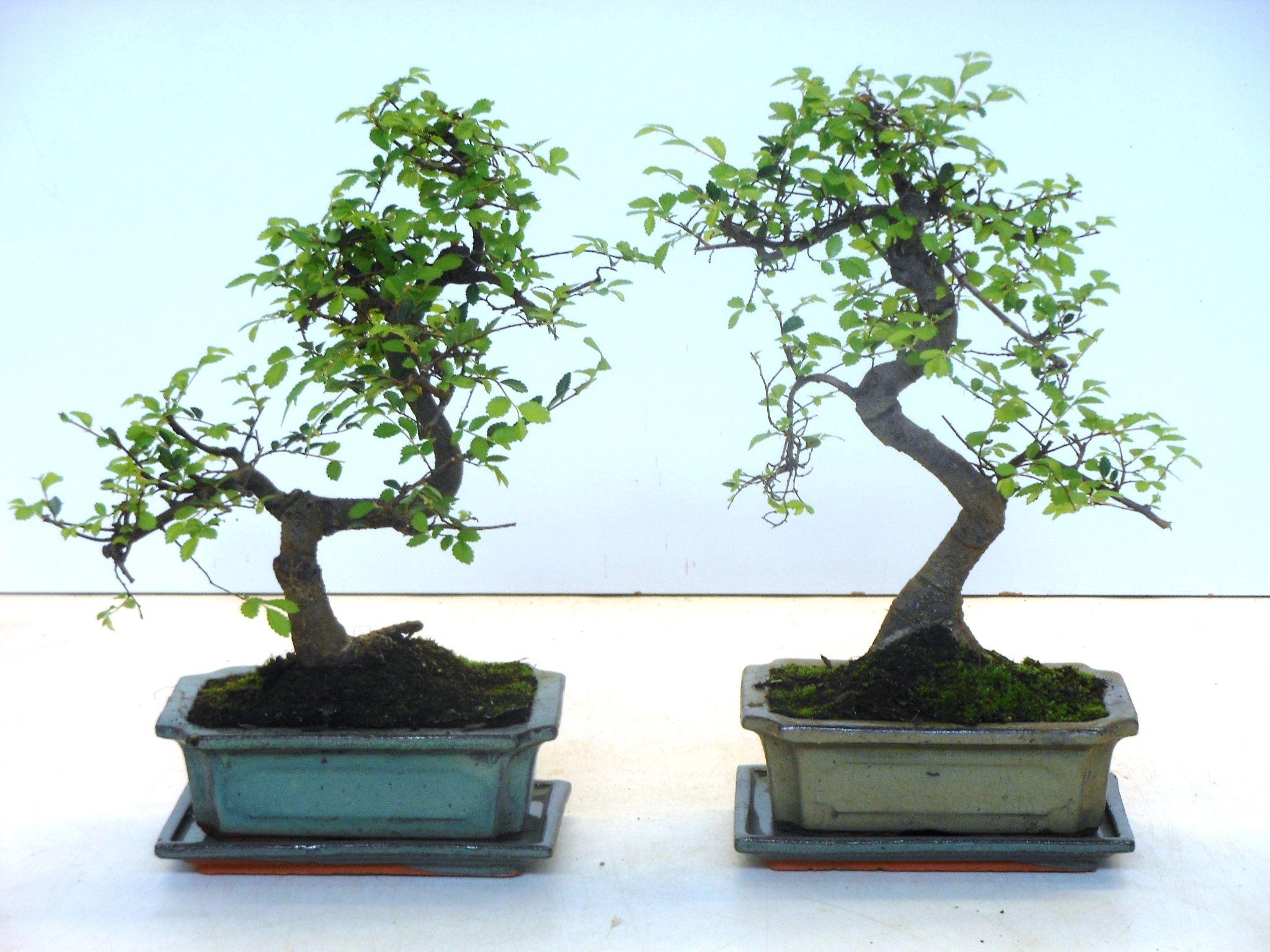 Горшечные цветы и растения оптом Bonsai Zelkova Parvifolia, 20cm., Shape, With Drip от 6шт из Голландии с доставкой по России