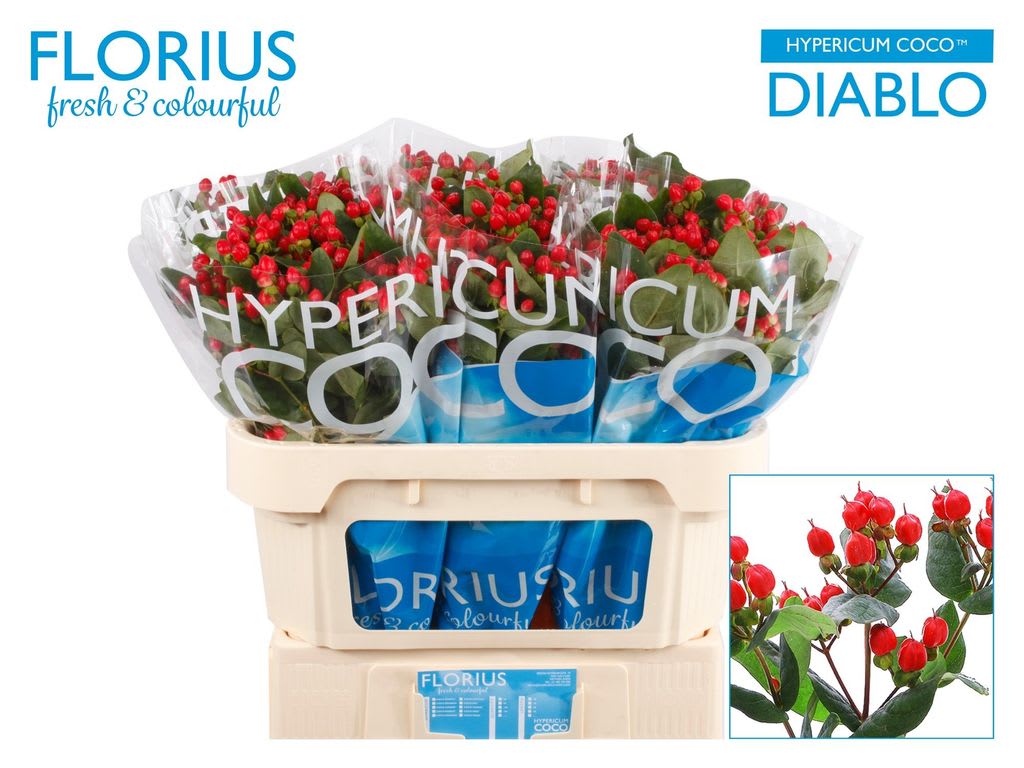 Срезанные цветы оптом Hypericum coco diablo spray от 60шт из Голландии с доставкой по России