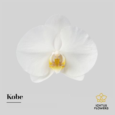 Срезанные цветы оптом Phalaenopsis kobe (per flower) от 25шт из Голландии с доставкой по России
