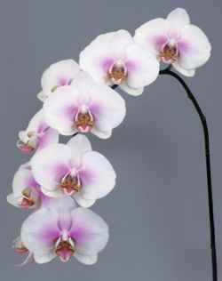 Срезанные цветы оптом Phalaenopsis okayama (per flower) от 100шт из Голландии с доставкой по России