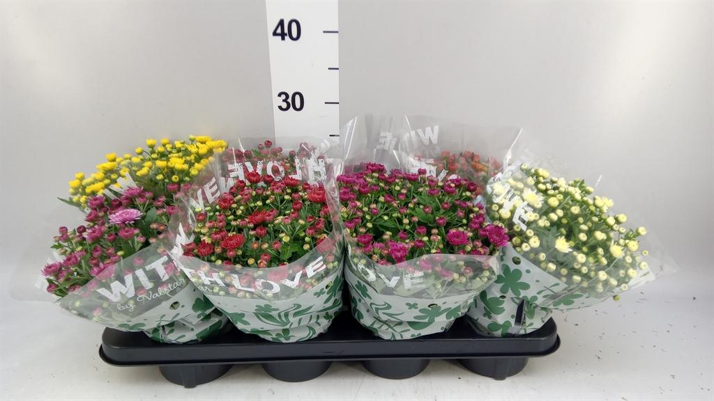 Горшечные цветы и растения оптом Chrysanthemum ..mix 5 от 8шт из Голландии с доставкой по России