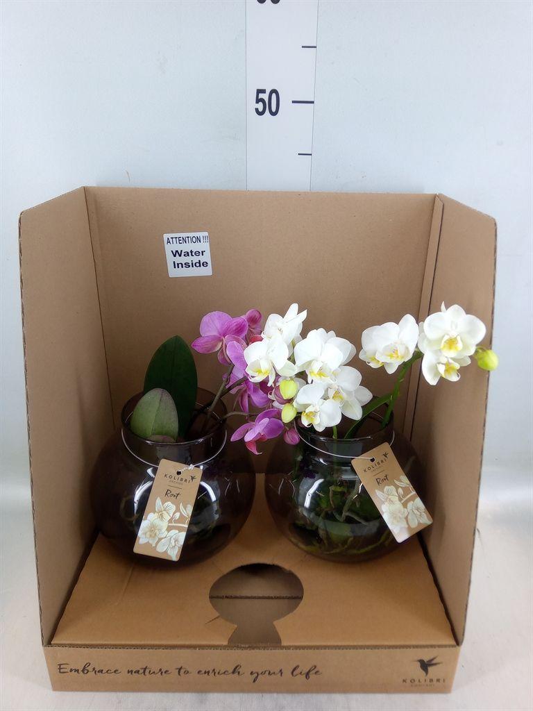 Горшечные цветы и растения оптом Phalaenopsis   ...mix от 2шт из Голландии с доставкой по России