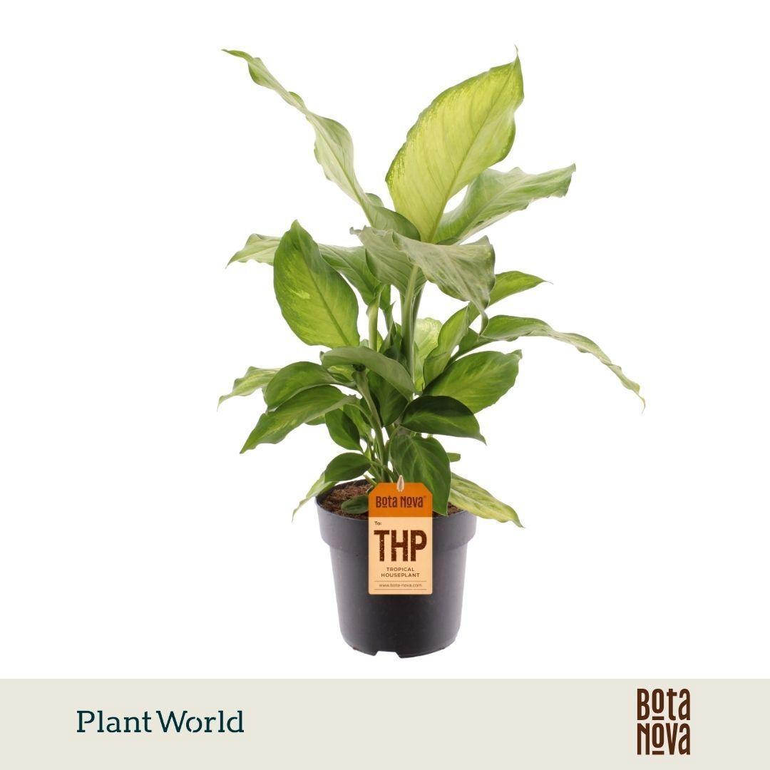 Горшечные цветы и растения оптом Dieffenbachia Ivory Green от 3шт из Голландии с доставкой по России