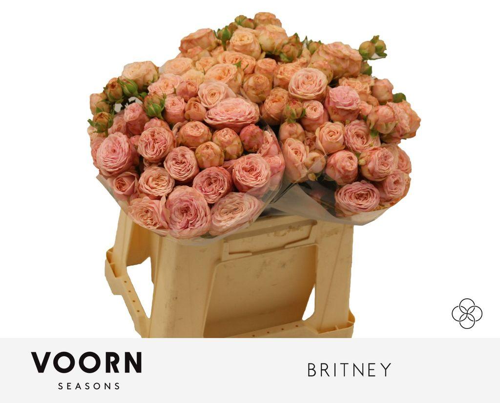 Срезанные цветы оптом Rosa spray britney от 40шт из Голландии с доставкой по России