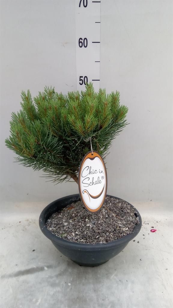 Горшечные цветы и растения оптом Pinus   ... от 1шт из Голландии с доставкой по России