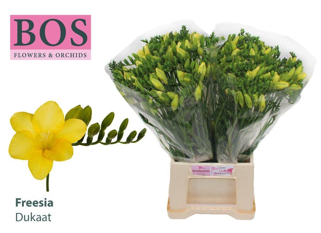 Срезанные цветы оптом Freesia si dukaat от 100шт из Голландии с доставкой по России