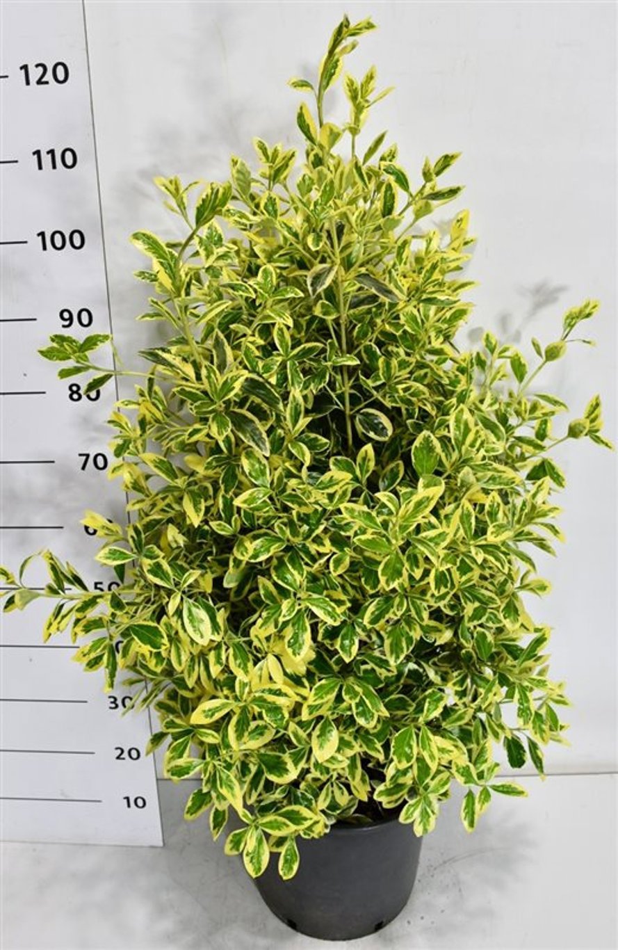 Горшечные цветы и растения оптом Euonymus Jap Bravo от 1шт из Голландии с доставкой по России