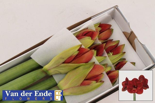 Срезанные цветы оптом Hippeastrum ferrari от 10шт. из Голландии с доставкой по России