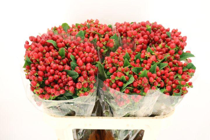 Срезанные цветы оптом Hypericum mag triumph от 100шт из Голландии с доставкой по России