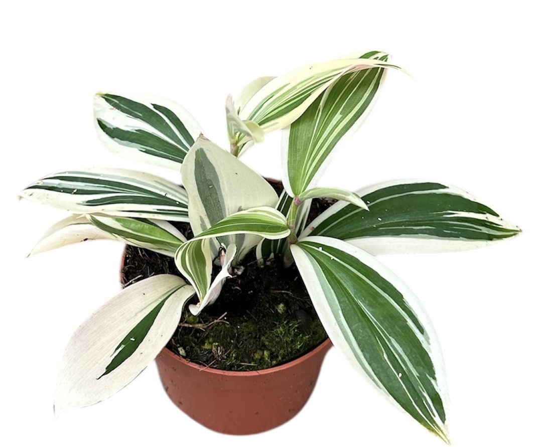 Горшечные цветы и растения оптом Costus Arabicus Variegata от 1шт из Голландии с доставкой по России