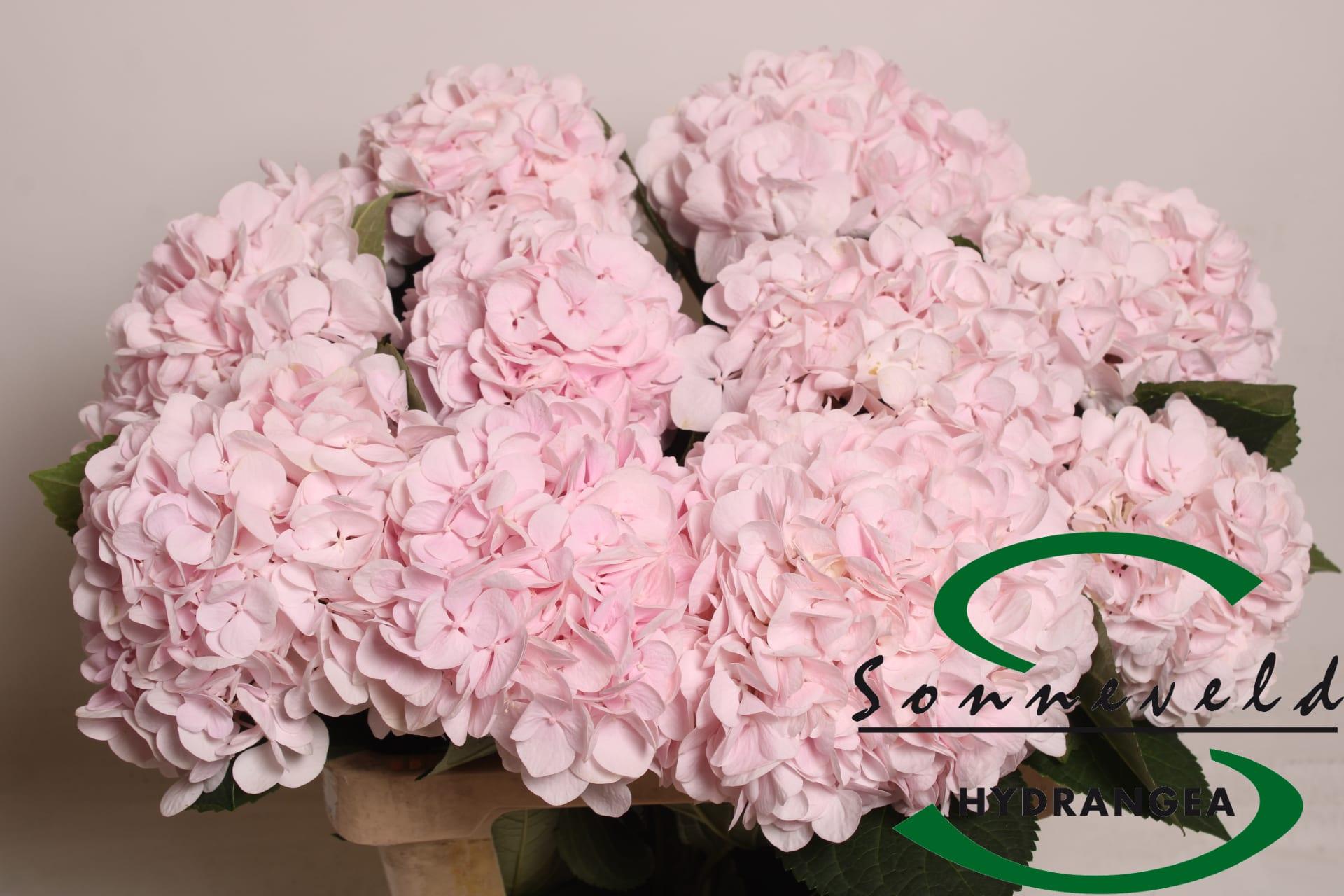 Срезанные цветы оптом Hydrangea smiley от 10шт из Голландии с доставкой по России