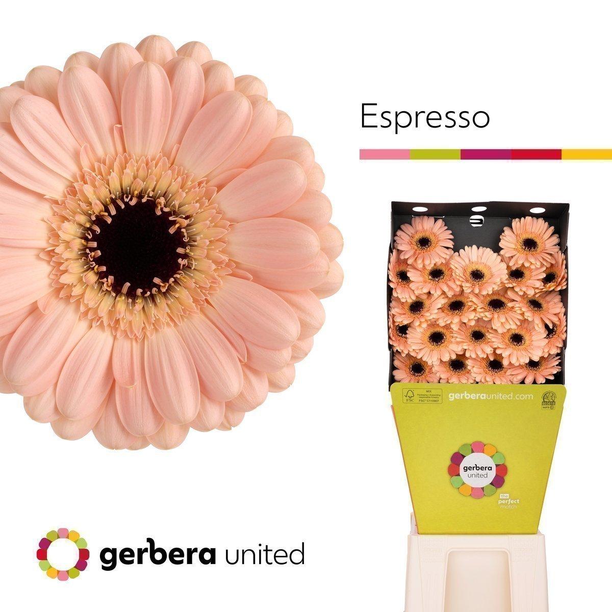 Срезанные цветы оптом Germini diamond espresso от 80шт из Голландии с доставкой по России