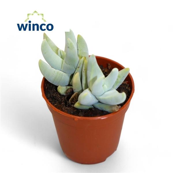 Горшечные цветы и растения оптом Crassula Cornuta от 20шт (для телеги) из Голландии с доставкой по России