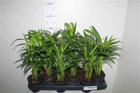 Горшечные цветы и растения оптом Dypsis Lutescens 10pp от 12шт из Голландии с доставкой по России