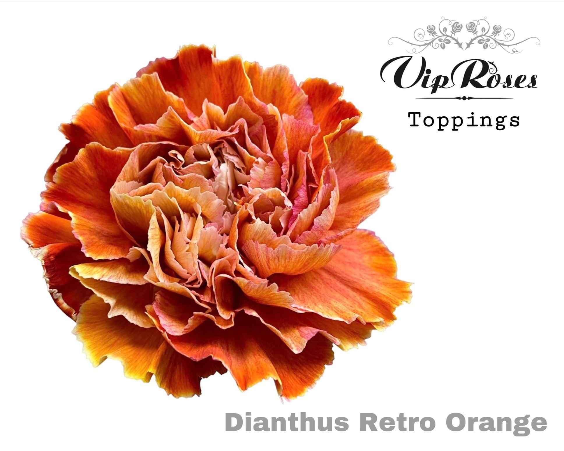 Срезанные цветы оптом Dianthus st paint retro orange от 40шт из Голландии с доставкой по России