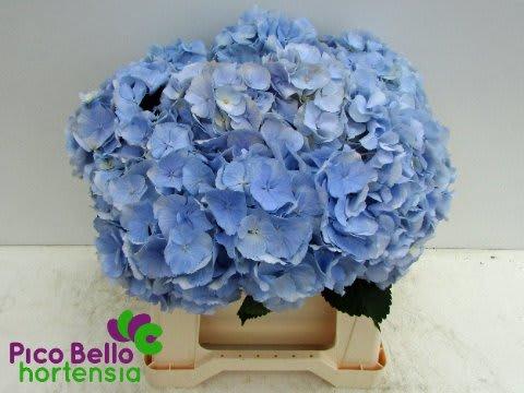 Срезанные цветы оптом Hydrangea verena blue от 10шт... из Голландии с доставкой по России