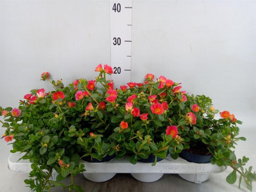 Горшечные цветы и растения оптом Portulaca   ...mix от 8шт из Голландии с доставкой по России