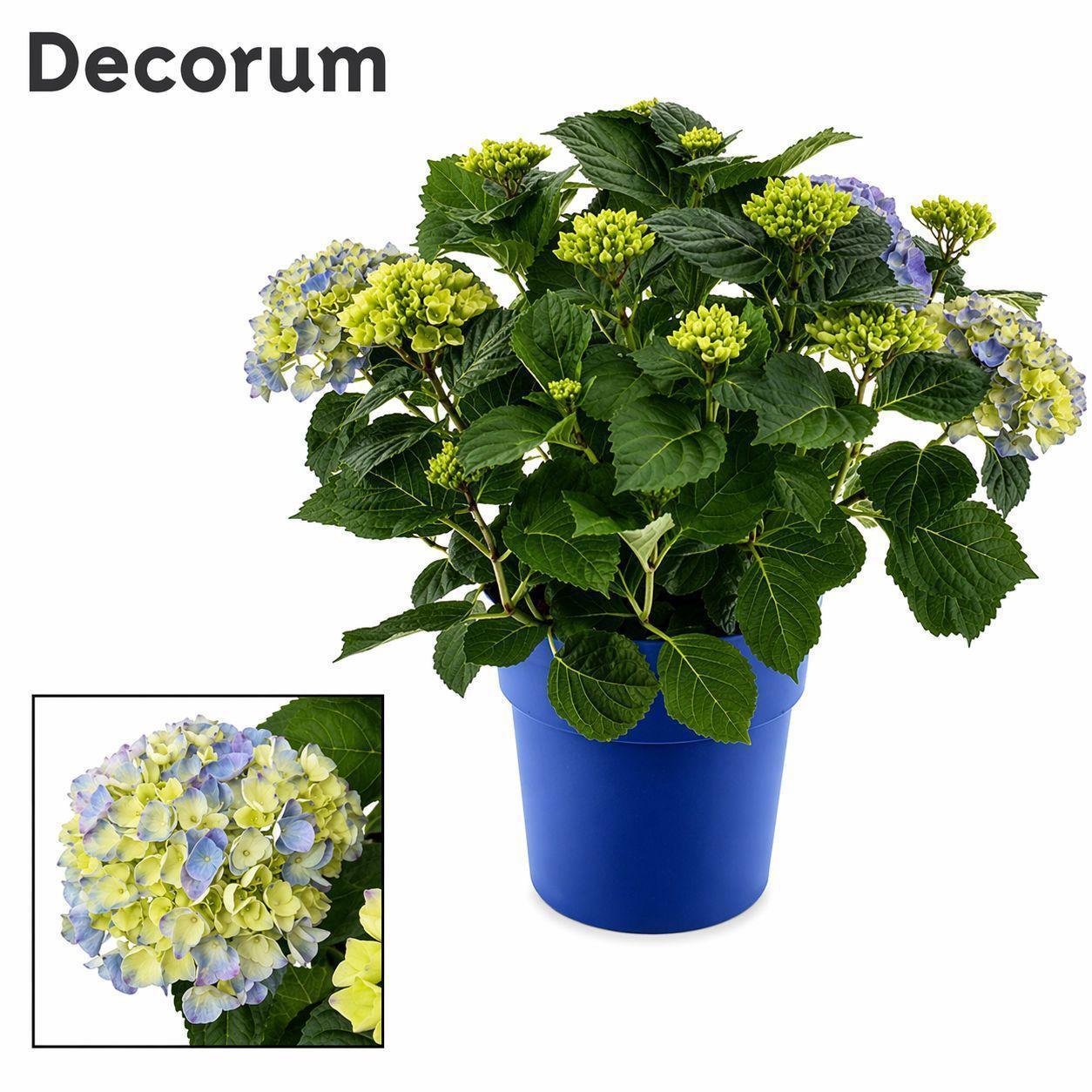 Горшечные цветы и растения оптом Hydrangea Bol Blue 7+ Ton Sur Ton от 1шт из Голландии с доставкой по России