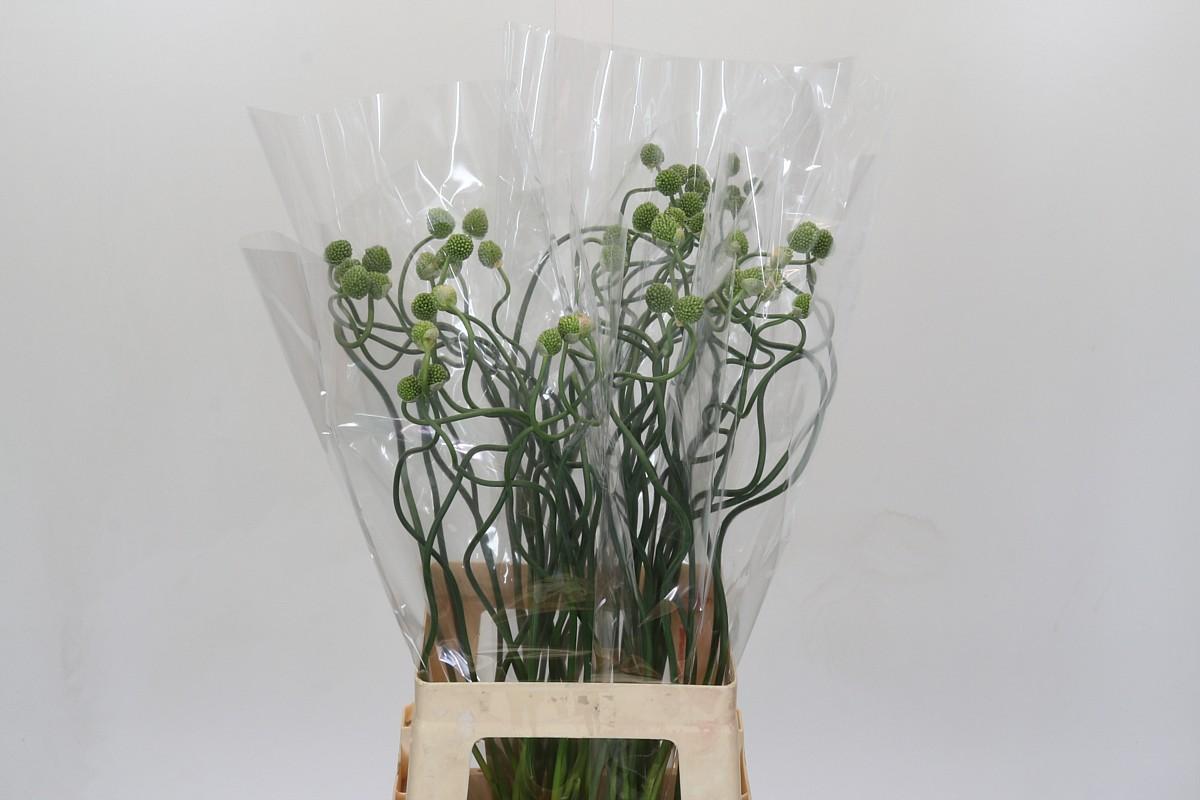 Срезанные цветы оптом Allium green berry от 50шт из Голландии с доставкой по России