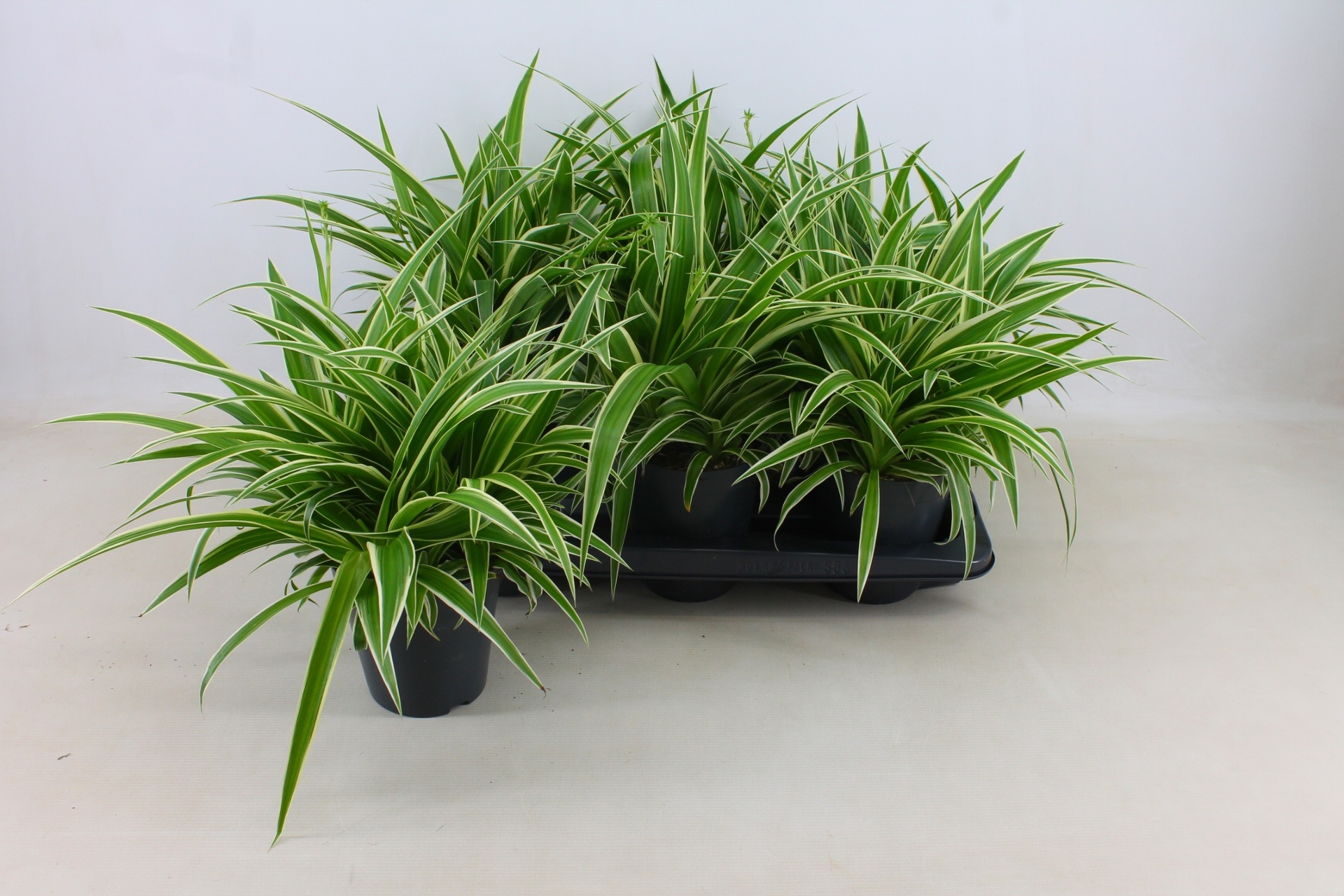 Горшечные цветы и растения оптом Pep Obt Green Gold от 6шт из Голландии с доставкой по России