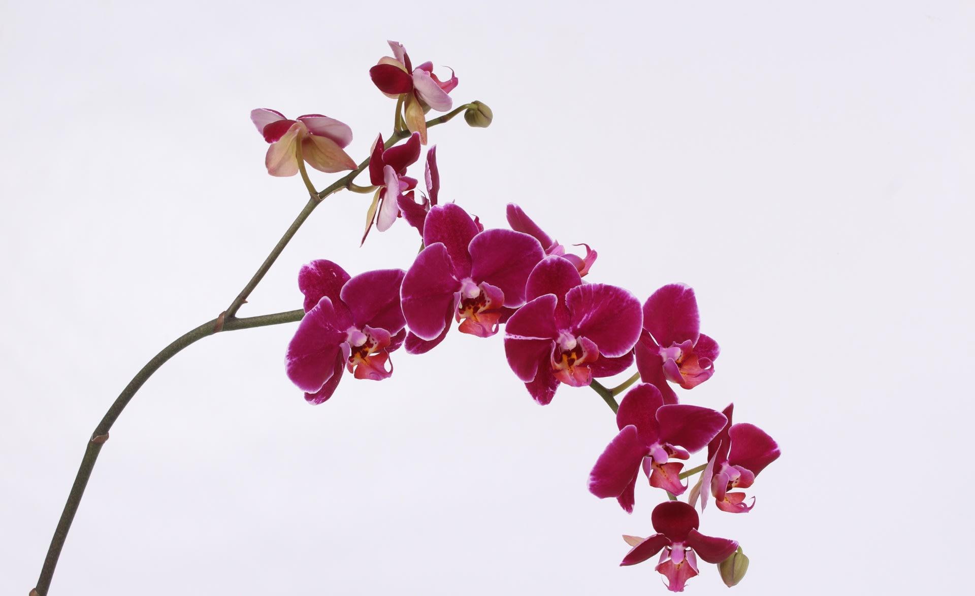 Срезанные цветы оптом Phalaenopsis от 8шт... из Голландии с доставкой по России