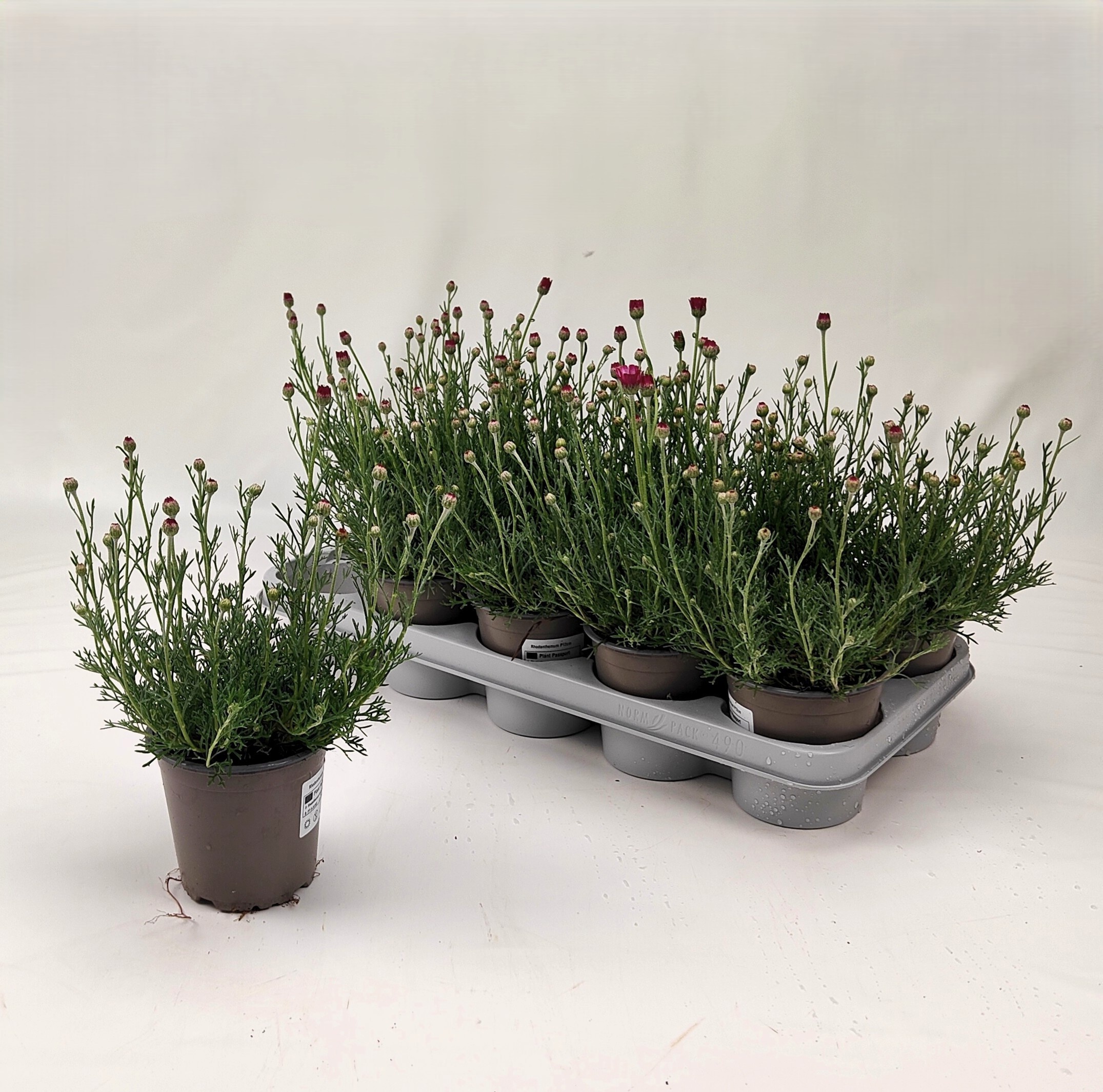 Горшечные цветы и растения оптом Rhodan H Africa Rose от 10шт из Голландии с доставкой по России