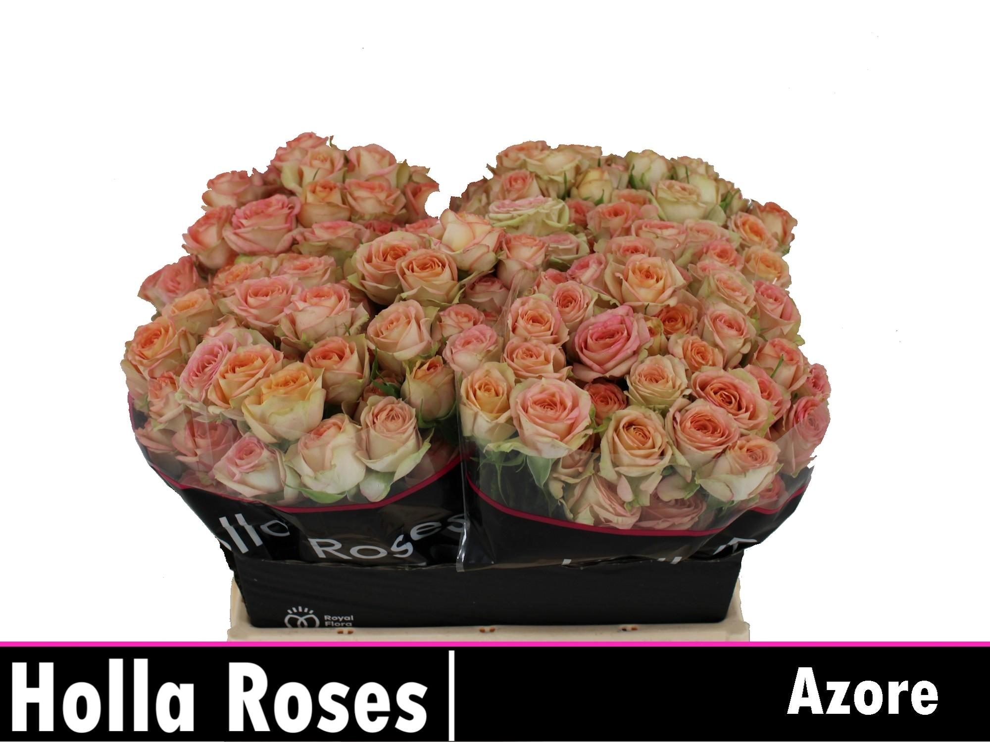 Срезанные цветы оптом Rosa spray azore от 40шт из Голландии с доставкой по России